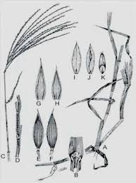 Image result for Digitaria debilis