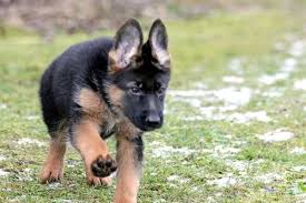 As adults, we are advised to drink plenty of water every day and meet the daily. Why Does My German Shepherd Puppy Drink So Much Water What S Normal And What S Not Anything German Shepherd