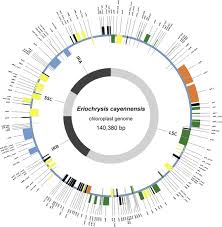 Image result for Eriochrysis pallida
