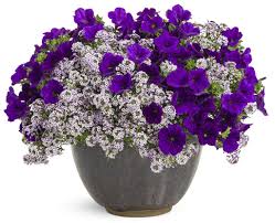 Pin On Sweet Alyssum Lobularia