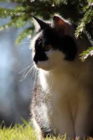 I let her roam the house with the dog observe the dog s behavior. Tips On How To Get Cat To Stop Hissing At Dog Born For Pets