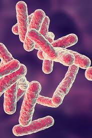 Pseudomonas Infections Causes Symptoms And Treatments