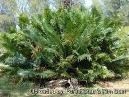 Image result for Cycadaceae