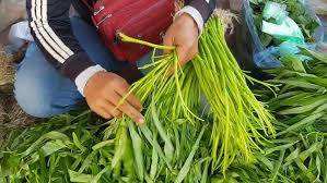 Image result for Ipomoea aquatica