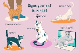 Stop them temporarily with a feline. Signs Your Cat Is In Heat