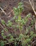 Image result for Dicliptera verticillata
