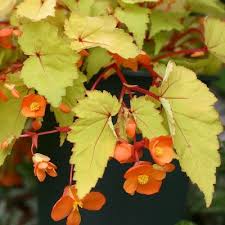 Image result for Begonia sutherlandii
