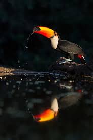 Suzi Eszterhas Is An Award Winning Wildlife Photographer Based In California Best Known For Her Work Docum Wild Animals Pictures Wildlife Photography Wildlife