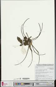 Image result for Cyrtorchis neglecta