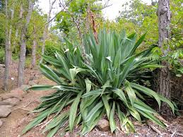 Image result for Beschorneria yuccoides