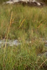 Image result for Trachypogon