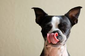 Maybe you would like to learn more about one of these? 15 Human Foods Dogs Can Eat And 6 They Shouldn T