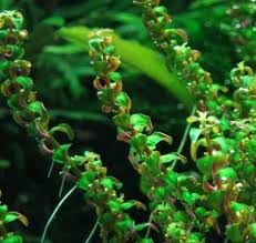 Image result for Rotala tenella