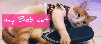 Luke treadaway, bob the cat, ruta gedmintas and others. Siamese Cat Philippines The Loveliest Gift I Got This 2021 Pinay Expat