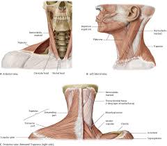 The suboccipital muscles act to rotate the head and extend the neck. Neck Atlas Of Anatomy