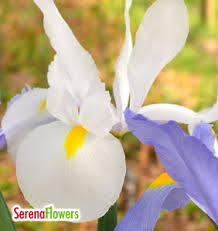 Flores Chilenas, Iris comprar en La Serena