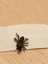 The wolf spider is not known to be aggressive; My Cat Was Bitten By This Spider Should I Take Her To The Vet It Seems Like A Wolf Spider But I M Not Very Sure We Are In La Jolla San Diego
