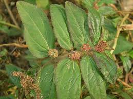 Image result for Euphorbia hirta