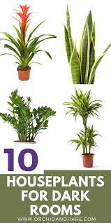 10 Low Light House Plants Indoor Plants That Grow Without Sunlight Low Light House Plants Low Light Plants Best Indoor Plants