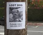 Image result for lost dog signs