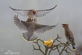 Cedar Waxwing Brown Birds That Look Like Cardinals Brkoslav Severni Bombycilla Garrulus