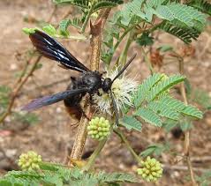 Image result for Tricalysia sp. E