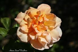 Image result for Autumn Rose 1958 Kelvinator