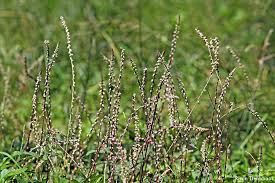 Image result for Cyathula lanceolata