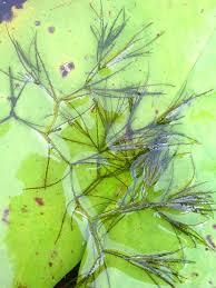 Image result for Najas graminea
