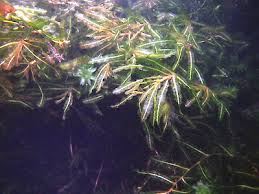 Image result for Potamogeton crispus