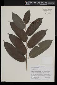 Image result for Trachyphrynium braunianum