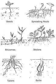 Because simple perennials spread only. 6 Weeds Nc State Extension Publications