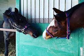 ローズキングダムも暮らすヴェルサイユファーム 1 引退馬を守りたい 再整備へ新たな挑戦 競馬コラム netkeiba com 馬 競走馬 動物 かわいい 動画