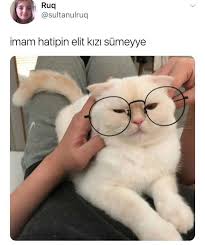 Yesim Dinar Adli Kullanicinin Mizah Panosundaki Pin Komik Kedi Resimleri Sevimli Hayvan Yavrulari Guzel Kediler