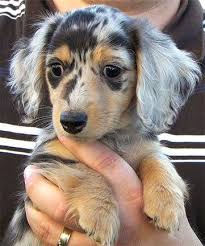 February 2011 Dapple Dachshund Puppy Dapple Dachshund Dachshund Puppies