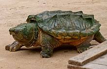Between the two species, the bite of an alligator snapping turtle is definitely more powerful and dangerous than the bite of a common snapping turtle. Alligator Snapping Turtle Wikipedia