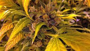 The result was dubbed la . La Cookies Von The Cali Connection Cannabis Sorten Infos