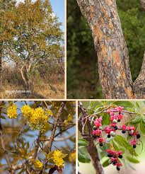 Image result for Ochna pulchra
