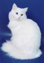 Meet the White Cat Breeds | Petfinder