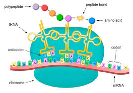 Mrna vaccine candidates can take advantage of many innovations developed in the last few decades that increase rna stability and increase translation efficiency in cells. Science Break Cseg Recorder
