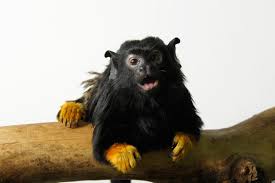 Gold Handed Tamarin Saguinus Midas Pet Monkey Amazing Animal Stories New World Monkey