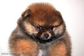Short face with small ears, e. How To Find Pomeranian Breeders