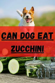 Find content updated daily for raw food dogs. Can Dogs Eat Zucchini Incredible Health Benefits Updated 2021
