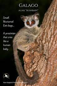 Nocturnal Prosimian Primates With An Alarm Call That Sounds Like A Human Baby Galagos Are Nicknamed Bushbabies Cute Animals Primates Animals