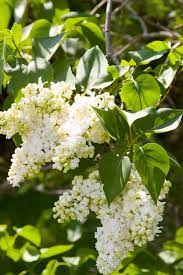 Madame Lemoine Lilac White Lilac Tree Lilac Plant Lilac Tree