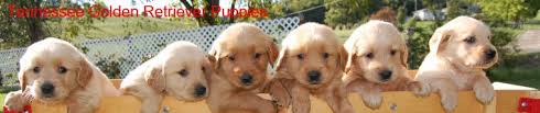 We are only 3 hours from atlanta, ga., 4 hours from nashville, tn. Meet Us Tennessee Golden Retriever Puppies