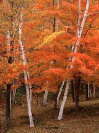 Birch Trees In Fall White Birch Trees In Fall Vermont Usa Photographic Print Charles Sleicher Allposters Com White Birch Trees Autumn Trees Tree Photography