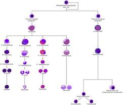 Leukopoiesis Wikivet English