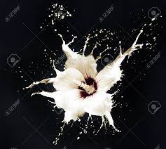 Person holding white flowers in black background. White Flowers With Milk Splash On Black Background Stock Photo Picture And Royalty Free Image Image 14928414