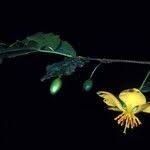 Image result for Ochna atropurpurea